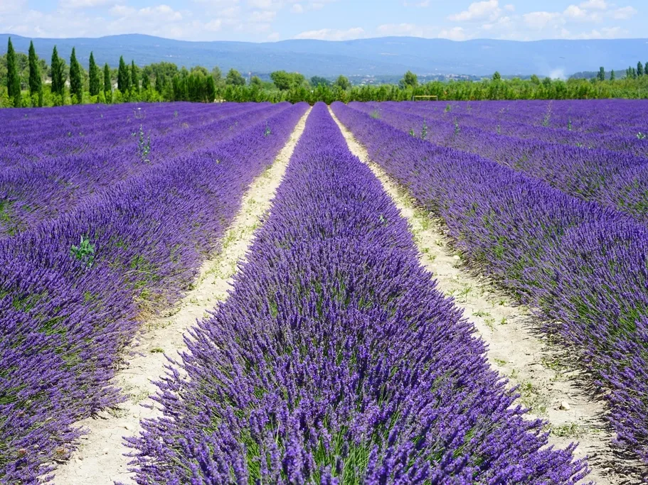 A path winding between two lavender fields toward the hills