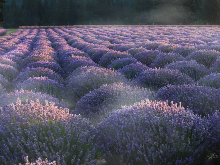 Rows of lavender softened by morning mist